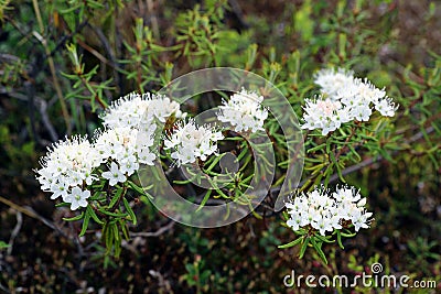 Ledum palustre. Marsh tea blooms in the Yamal tundra Stock Photo