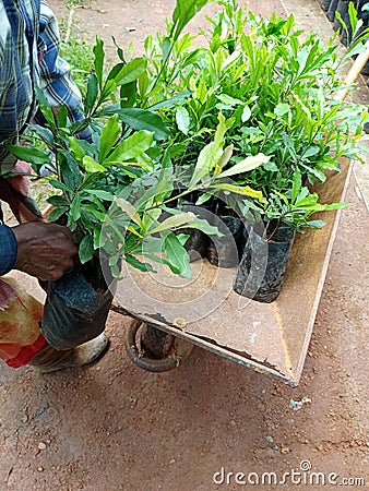 A ledy work at farm taking plants to planting clousup photo Stock Photo