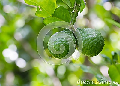 Leech lime or Bergamot Stock Photo