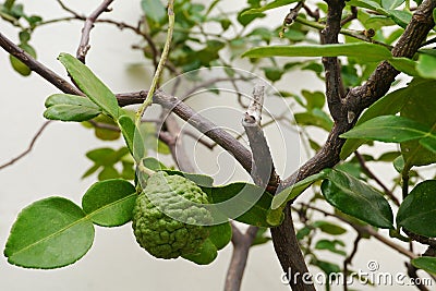 Leech lime or Bergamot fruits on tree Stock Photo