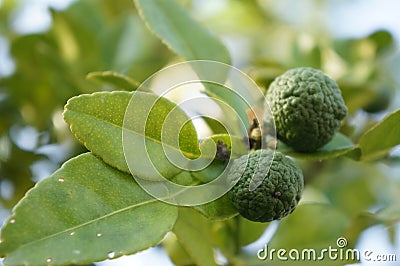 Leech lime fruit in Chiangmai Stock Photo