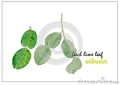 Leech lime leaf watercolor illustration vector background Vector Illustration