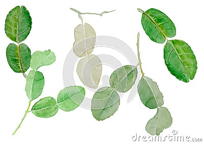 Leech lime leaf watercolor illustration vector background Vector Illustration