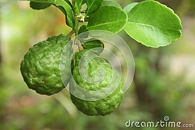 Leech lime on the tree Stock Photo