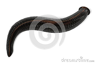 Leech Stock Photo