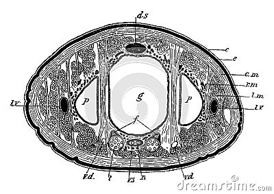 Leech Section, vintage illustration Vector Illustration