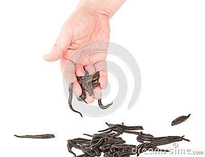 Leeches and hand Stock Photo