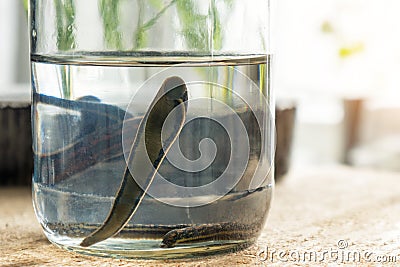 Medical leeches. Healthcare theme. Hirudotherapy. Stock Photo