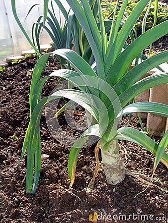 Leek Stock Photo