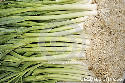 Leek Stock Photo