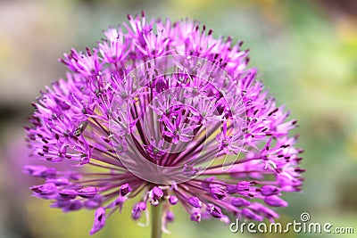 Leek flower in a botanical garden Stock Photo