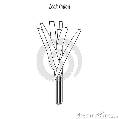 Leek onion outline Vector Illustration