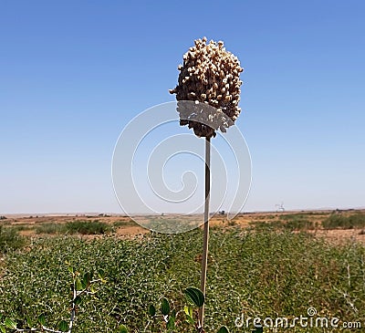 Leek plant and flowers Stock Photo