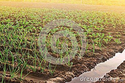 Leek and young cabbage plantations. Growing vegetables on the farm, harvesting for sale. Agribusiness and farming. Countryside. Stock Photo