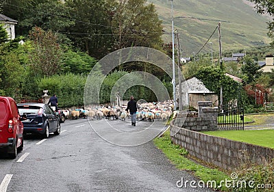 Leenane - Gregge di pecore sulla strada del Connemara Editorial Stock Photo