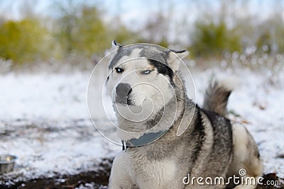 leer dissatisfied sled dog Stock Photo