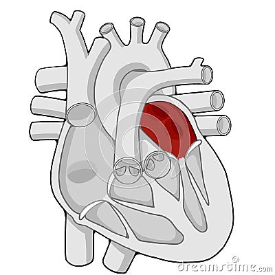 Left atrium - Heart - Human body - Education Stock Photo