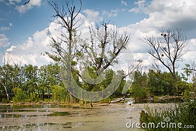 Left bank of the river Riv, old adn dry willow trees in water, mysterious sunny summer morning landscape Stock Photo