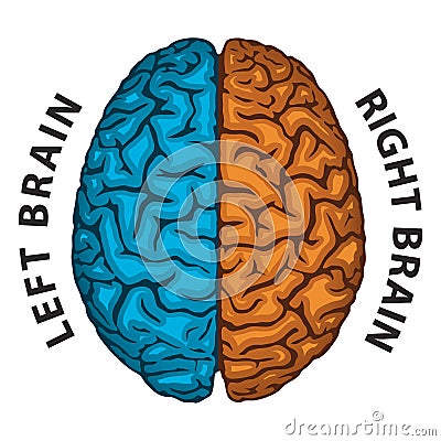 Left Brain, Right Brain Stock Photo