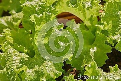 Left Frame Zoom Green Lettuce Leaves and Water Drop Stock Photo