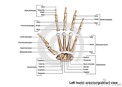 Left Hand anterior palmer Scattered view Stock Photo