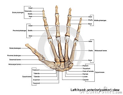 Left Hand anterior palmer view Stock Photo