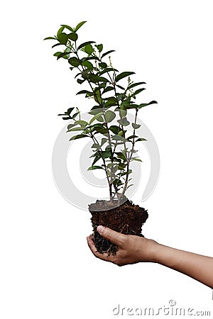 Left hand Asian man holds soil with tree roots and growth,isolated on white background with clipping path. Stock Photo