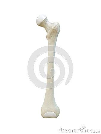 Left human femur bone, Anterior view, bone anatomy, white background, 3d renderinge Cartoon Illustration