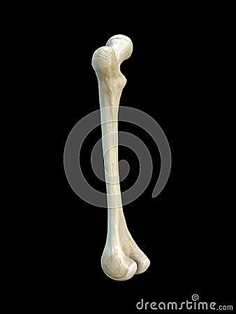 Left human femur bone, black background, 3d rendering Cartoon Illustration