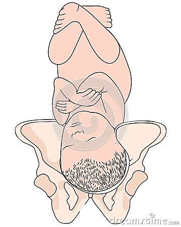 Left Occiput Posterior LOP Baby Fetal Position Pelvis ROP Right Vector Illustration