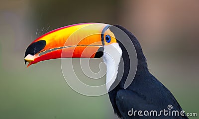 Left profile shot of toco toucan in the wilds of Pantanal Stock Photo