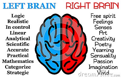 Left right brain Stock Photo