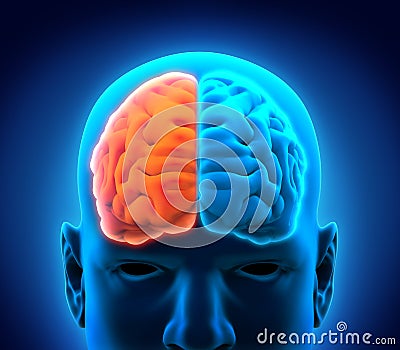 Left and Right Human Brain Stock Photo