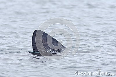 1 - Left to right basking shark dorsal fin, emerging from the sea Stock Photo