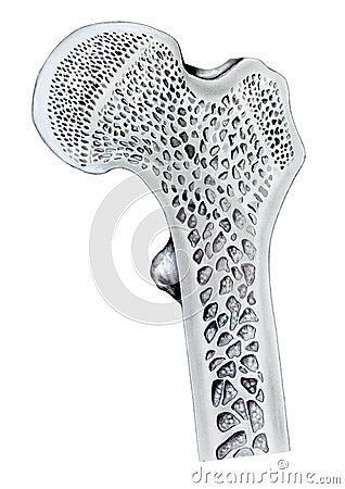 Leg - Femur Bone Head Editorial Stock Photo