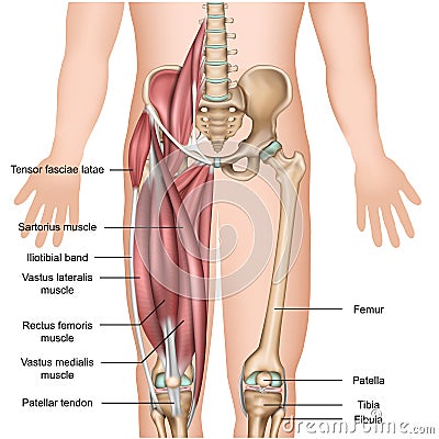 Leg muscle anatomy 3d medical illustration quadriceps Cartoon Illustration