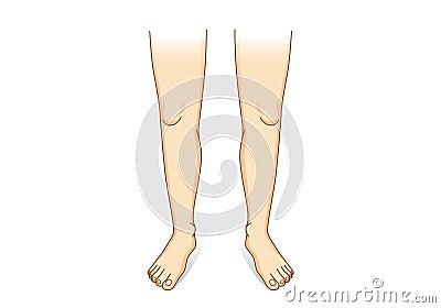 Leg vector in front view. Vector Illustration