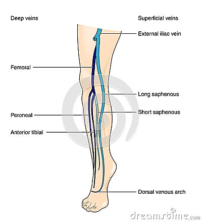 Leg veins Stock Photo