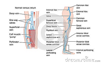 Leg veins Vector Illustration