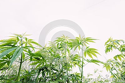 Legal Green Marijuana Cannabis Leaves Growing At Farm In Summer Day, Beautiful Cannabis Background. Cultivation Stock Photo