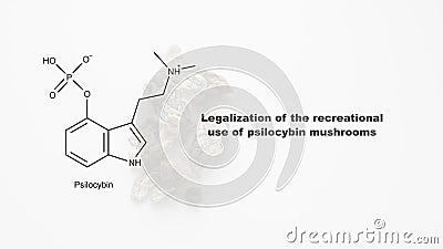 Legalization of the recreational use of psilocybin mushrooms, psilocybin and its effect on the human body Stock Photo