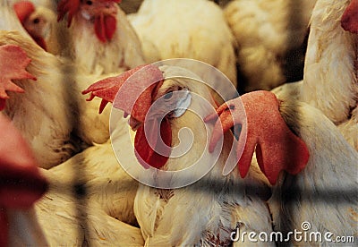 Leghorn Chickens in a cage Stock Photo
