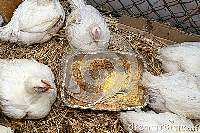 Leghorn chickens in a small pen with silver grain tray, top view. Stock Photo