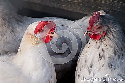 Leghorn and wyandotte chickens having a conversation Stock Photo