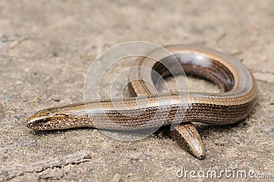 Legless slow worm lizard on the ground Stock Photo