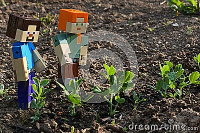 LEGO Minecraft figures of Steve and Alex checking fresh spring sprouts of pea. Editorial Stock Photo