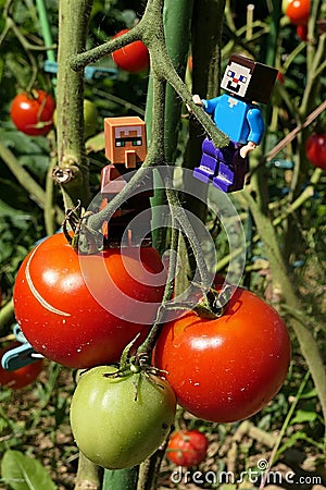 LEGO Minecraft figures of Steve and villager mob climbing on tomatoes. Editorial Stock Photo
