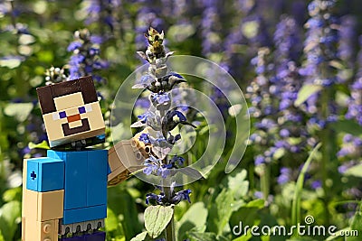 LEGO Minecraft large action figure of smiling Steve touching Blue Bugleweed plant, latin name Ajuga Reptans Editorial Stock Photo