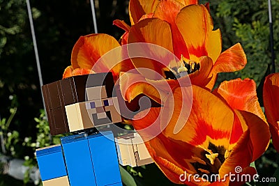 LEGO Minecraft large figure of main character Steve adoring beautiful Didier's Tulip flowers Editorial Stock Photo