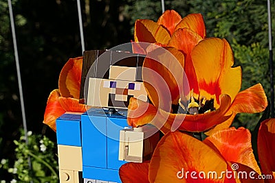LEGO Minecraft large figure of main character Steve adoring beautiful Didier's Tulip flowers Editorial Stock Photo